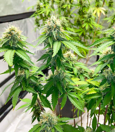 Monster Zkittles (Monster Genetics) семена конопли