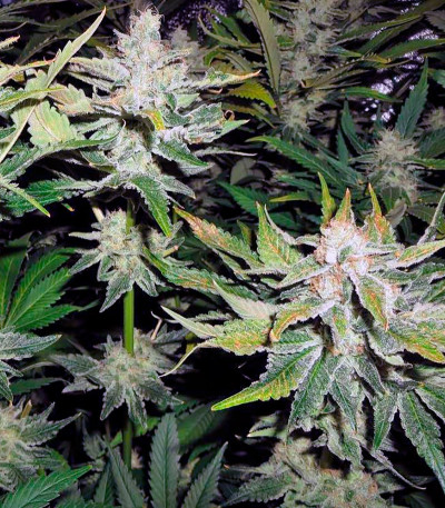 OG Kush fem каннабис