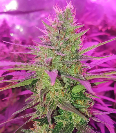 Peyote Cookies fem (Barney's Farm) семена конопли