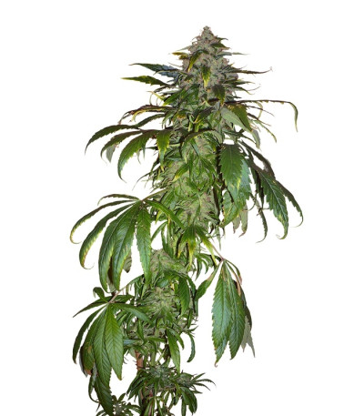 Santa Sativa fem (Dinafem Seeds) семена конопли