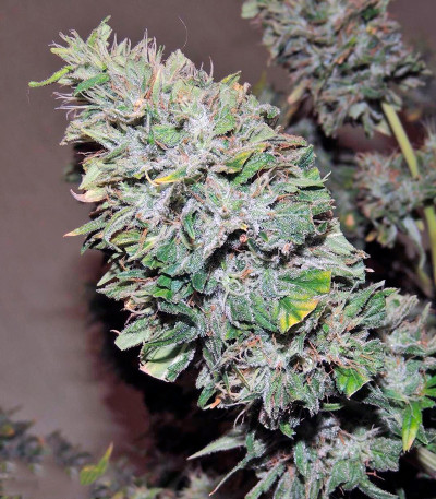 Satori каннабис