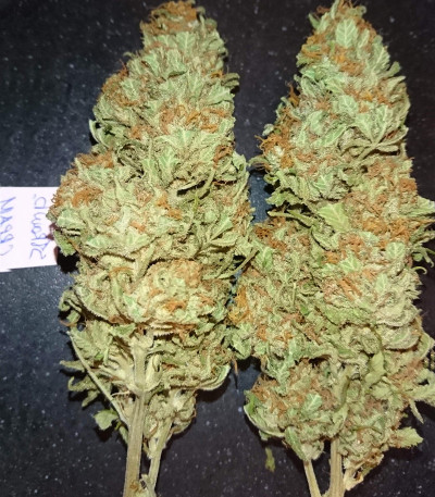 Strawberry Cream fem (Sumo Seeds) семена конопли