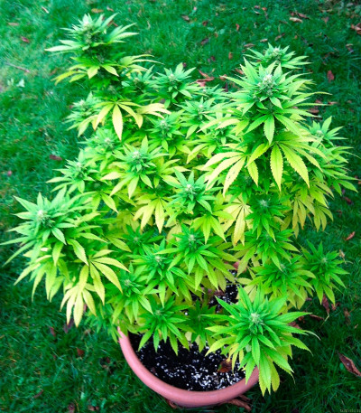 Veneno fem семена конопли