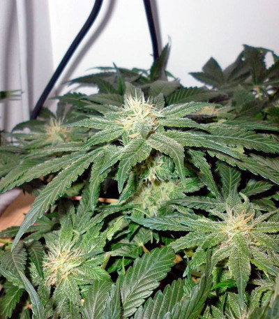Big Devil F1 Fast Version fem (Sweet Seeds) семена конопли