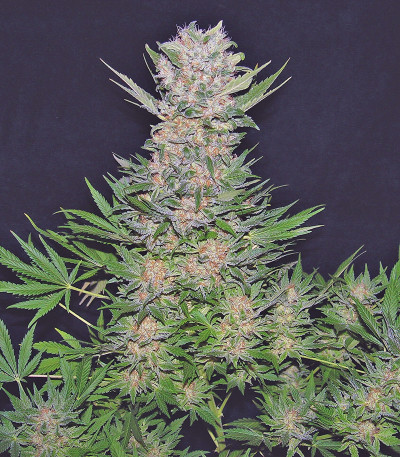 Double Dutch reg (Serious Seeds) семена конопли