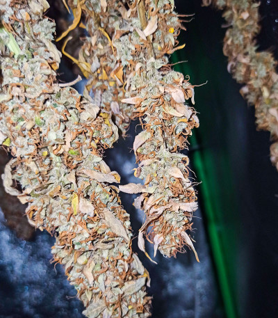 HulkBerry Automatic fem (RQS) семена конопли