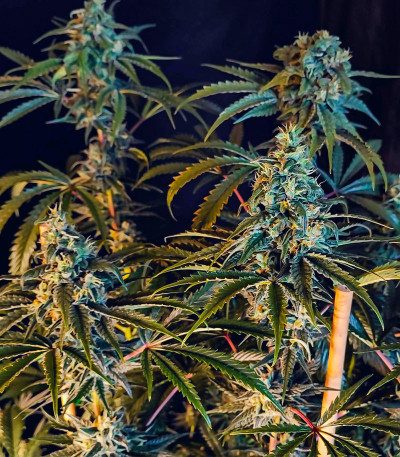 Lemon Citron fem (Humboldt Seed Organization) семена конопли