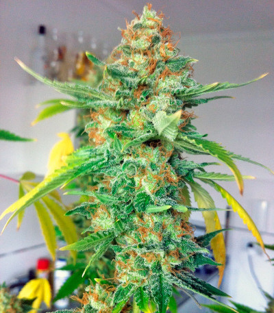 Сорт конопли Moby Dick