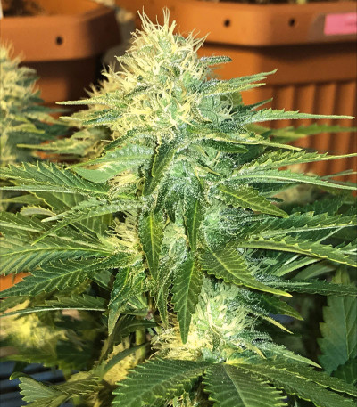 American Pie fem (Pyramid Seeds) семена конопли