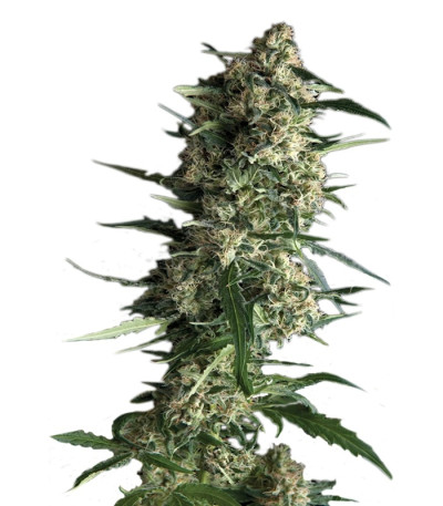 Auto Galaxy fem (Pyramid Seeds) семена конопли
