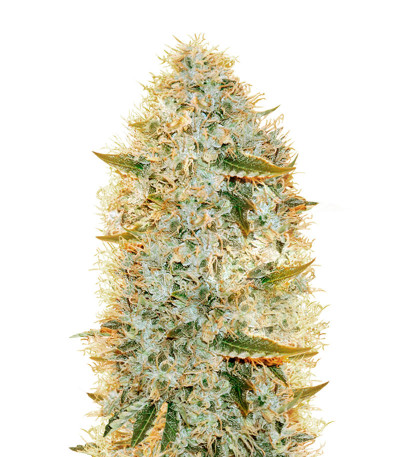 Big Bazooka fem (Anesia Seeds) семена конопли