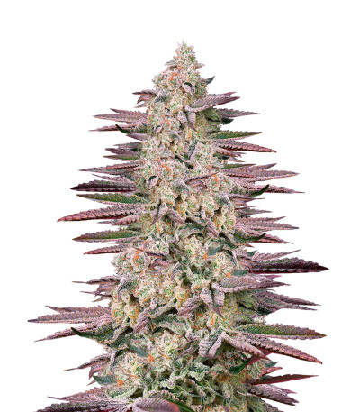 Семена сорта Chemical Bride fem (Green House Seeds)