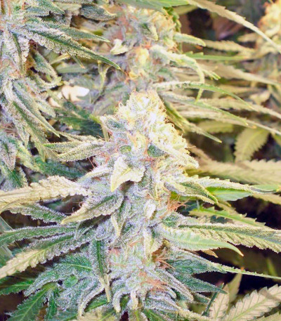 Damn Sour fem семена конопли