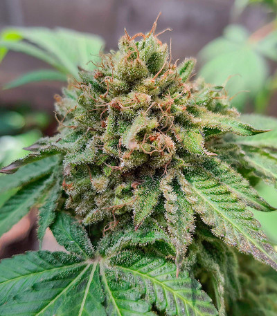 End Game RBX EC #4 Line fem (Ethos Genetics) семена конопли