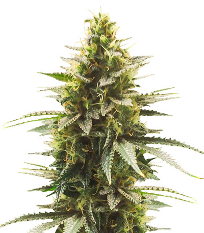 Gelato #33 Fast fem (Advanced Seeds) семена конопли