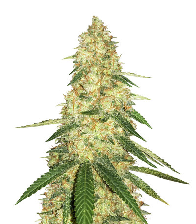 Gorilla Glue # 4 fem ( Cali Buds Seeds) семена конопли