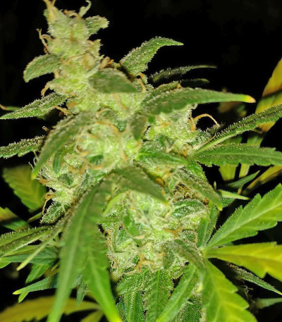 Grand Heft Auto fem (Dr. Krippling Seeds) семена конопли