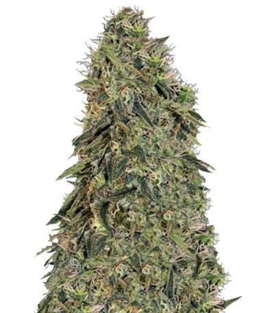 Grape Ape fem (Barney's Farm) семена конопли