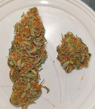 Kalashnikov Express fem (Kalashnikov Seeds) семена конопли