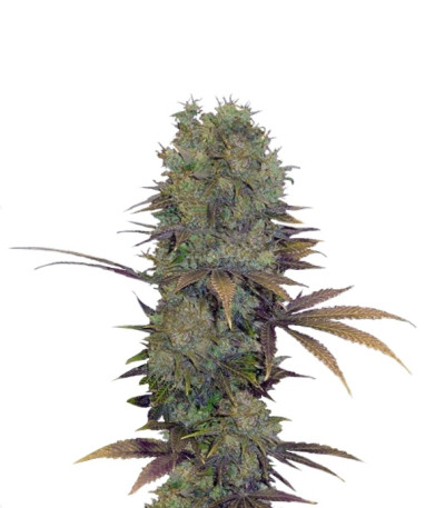 Landysh fem (VIP seeds) семена конопли