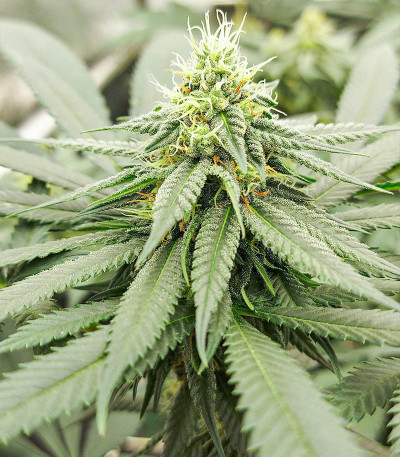 Mimosa Evo fem (Barneys Farm) семена конопли