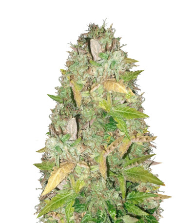 NY Diesel fem (Vision Seeds) семена конопли