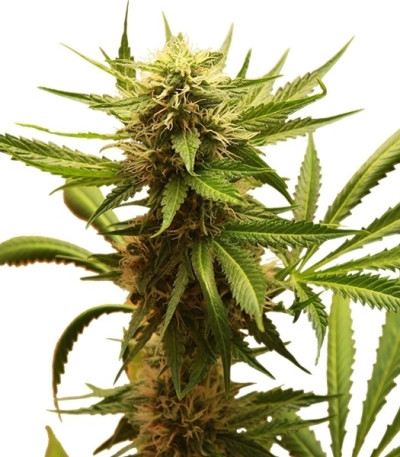 Northern Light fem (Royal Queen Seeds) семена конопли