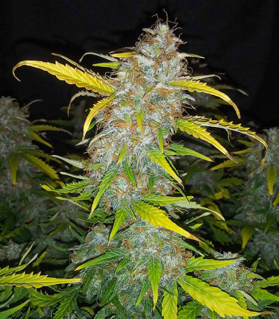 Cream Original AK Auto fem семена конопли