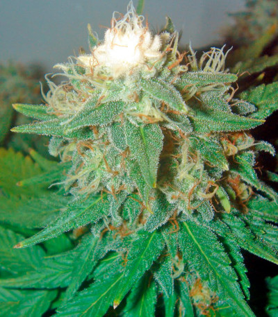 Pato #1 fem семена конопли