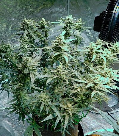 Rhino Ryder Auto fem (FastBuds) семена конопли