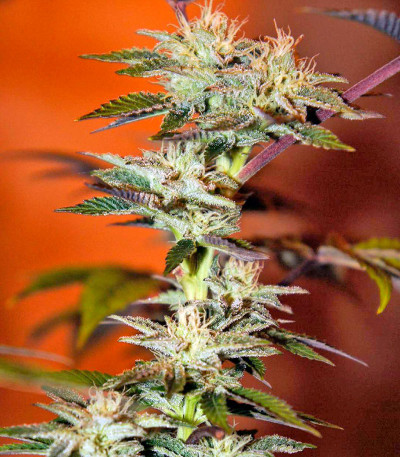 Sapphire OG fem (Humboldt Seed Organization) семена конопли