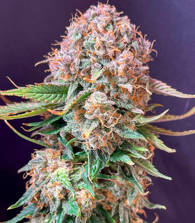 Sour Jealousy Auto fem (FastBuds) семена конопли