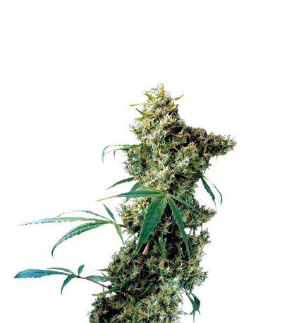 Super Silver fem (Dinafem Seeds) семена конопли