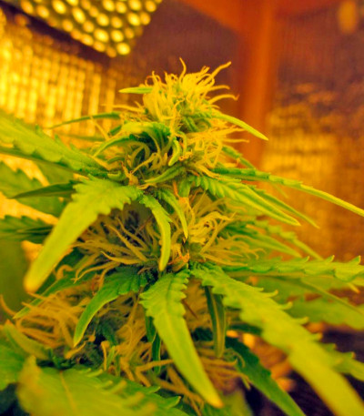 Sweet Tooth Auto fem (Barney's Farm) семена конопли