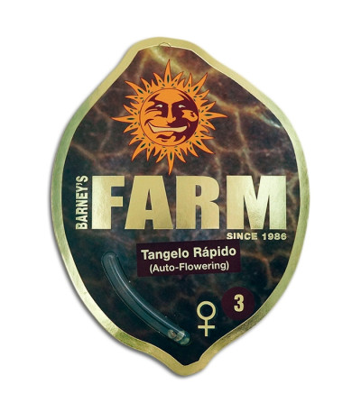 Tangelo Rapido Auto fem семена конопли