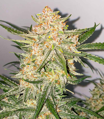 Ztrawberriez Auto fem (FastBuds) семена конопли