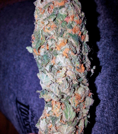 AMS fem семена конопли