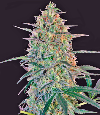 Сорт марихуаны Malana Bomb Auto