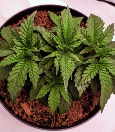 Purple Punch fem (Barney's Farm) семена конопли