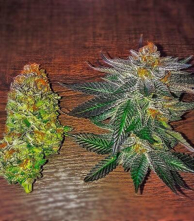 10TH Planet R1 fem (Ethos Genetics) семена конопли