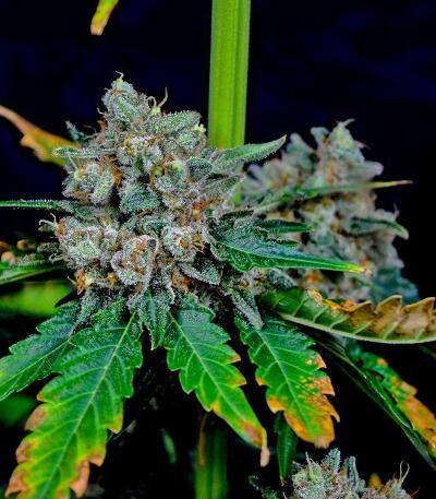 Booberry Cookies RBX fem (Ethos Genetics) семена конопли