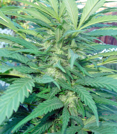 Brazil Amazonia fem (World of Seeds) семена конопли