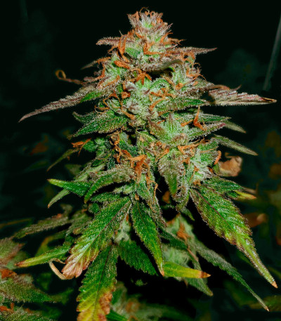 Bruce Banner Auto (Sweet Seeds) семена конопли
