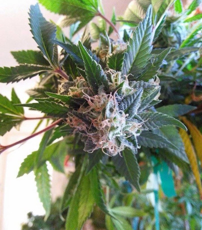 BubbleGummer fem (Female Seeds) семена конопли