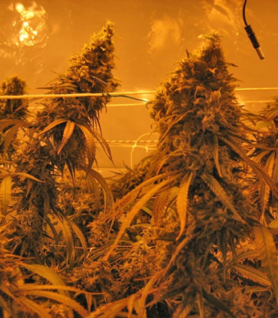 Cannatonic fem (Resin Seeds) семена конопли