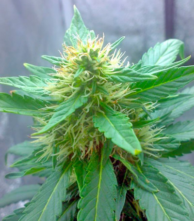 Chill-OM reg семена конопли