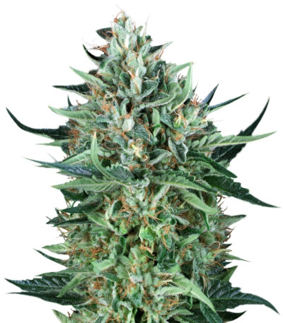Cold Greek Kush reg семена конопли