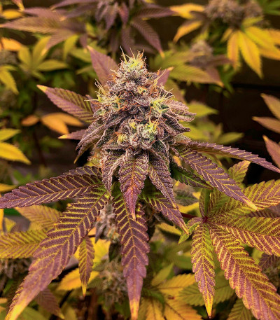 Crescendo RBX1 fem (Ethos Genetics) семена конопли