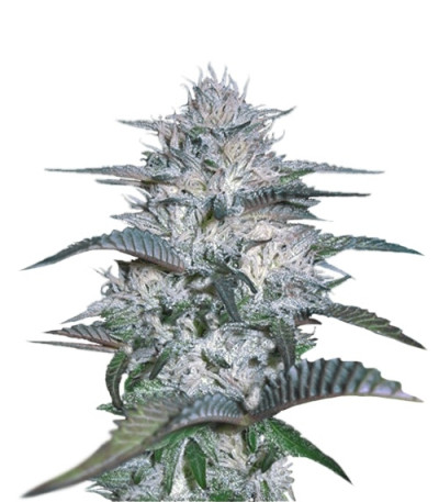 Currant Kush fem (VIP seeds) семена конопли