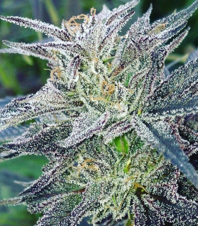 Dieseltonic fem семена конопли (Resin Seeds)